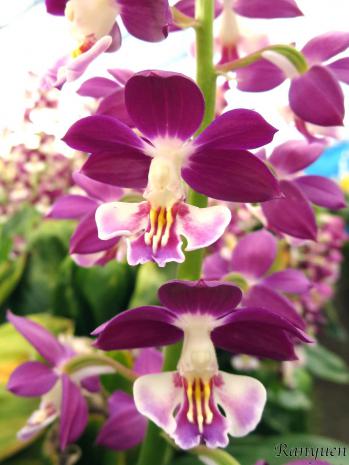 エビネ 蘭裕園 Ranyuen