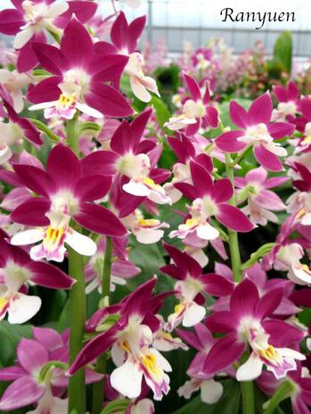 エビネ 蘭裕園 Ranyuen