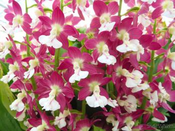 エビネ 蘭裕園 Ranyuen