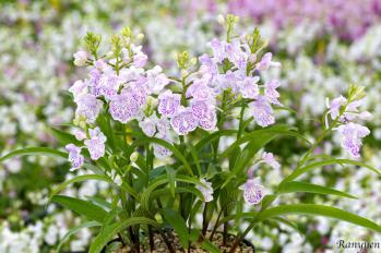 アワチドリ・夢ちどり 蘭裕園 Ranyuen