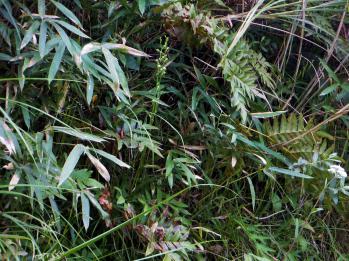 ミズトンボ 蘭裕園 Ranyuen