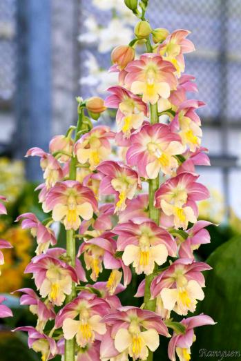 エビネ 蘭裕園 Ranyuen