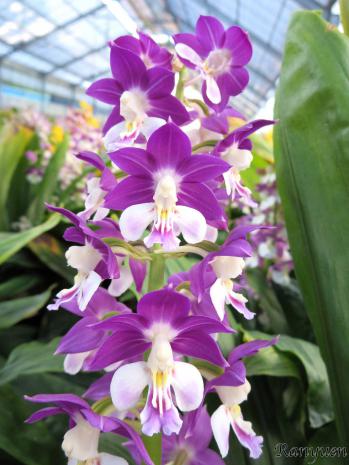 エビネ 蘭裕園 Ranyuen