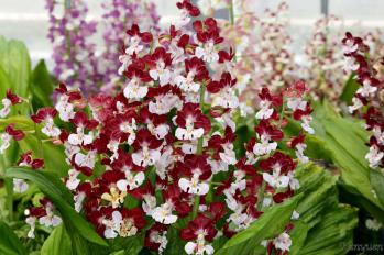 エビネ 蘭裕園 Ranyuen