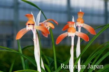 春蘭 蘭裕園 Ranyuen