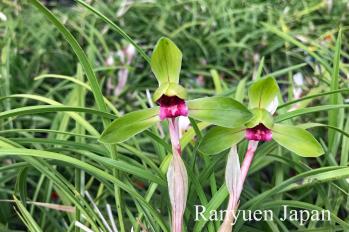 春蘭 蘭裕園 Ranyuen