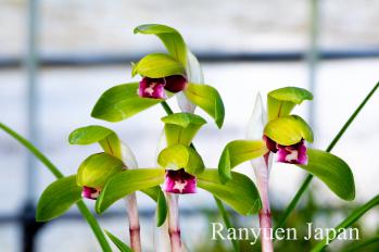 春蘭 蘭裕園 Ranyuen