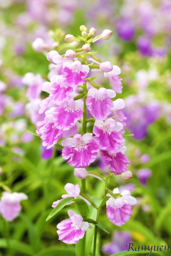 アワチドリ・夢ちどり 蘭裕園 Ranyuen