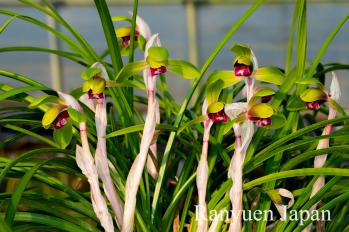 春蘭 蘭裕園 Ranyuen