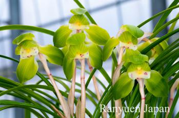 春蘭 蘭裕園 Ranyuen