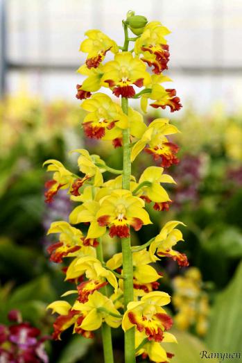 エビネ 蘭裕園 Ranyuen