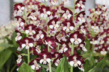 エビネ 蘭裕園 Ranyuen