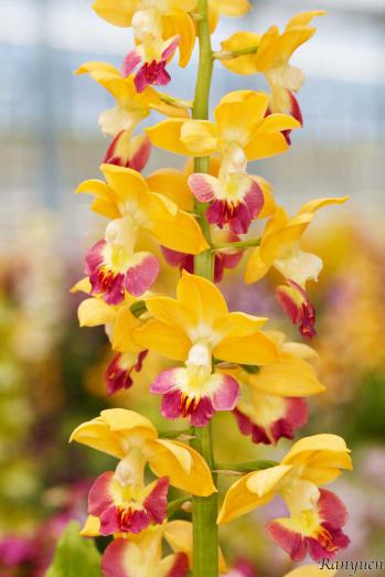 エビネ 蘭裕園 Ranyuen