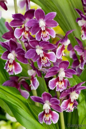 エビネ 蘭裕園 Ranyuen