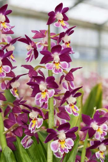 エビネ 蘭裕園 Ranyuen