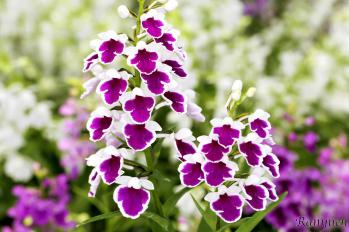 アワチドリ・夢ちどり 蘭裕園 Ranyuen