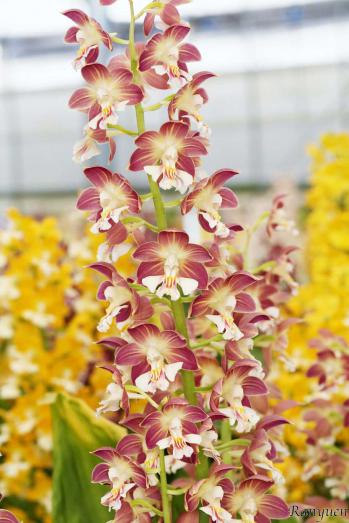 エビネ 蘭裕園 Ranyuen