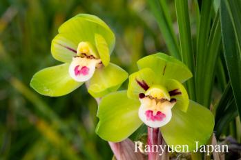 春蘭 蘭裕園 Ranyuen