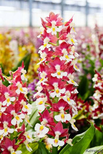 エビネ 蘭裕園 Ranyuen