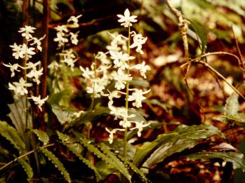 アマミエビネ 蘭裕園 Ranyuen