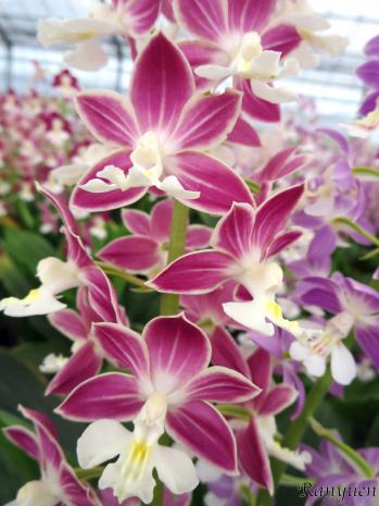 エビネ 蘭裕園 Ranyuen