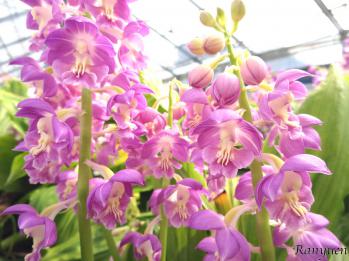 エビネ 蘭裕園 Ranyuen