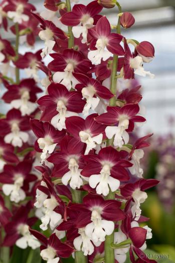 エビネ 蘭裕園 Ranyuen