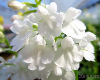 アワチドリ・夢ちどり 蘭裕園 Ranyuen