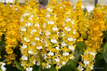 エビネ 蘭裕園 Ranyuen