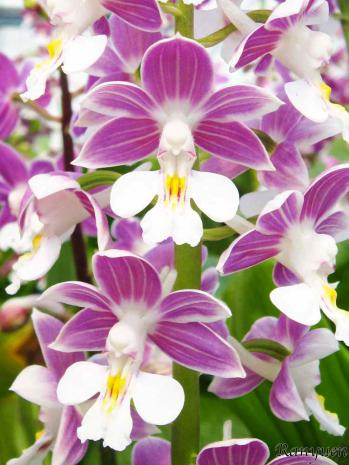 エビネ 蘭裕園 Ranyuen