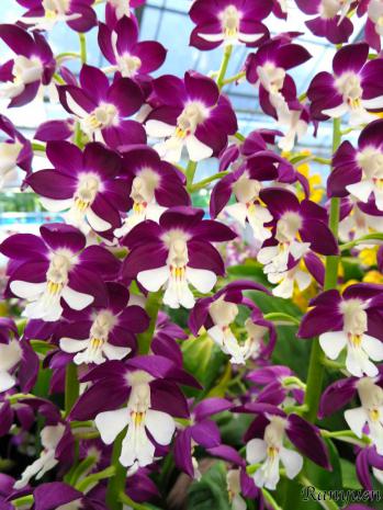 エビネ 蘭裕園 Ranyuen