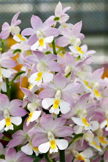 エビネ 蘭裕園 Ranyuen