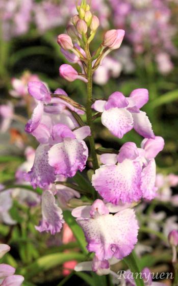 アワチドリ・夢ちどり 蘭裕園 Ranyuen