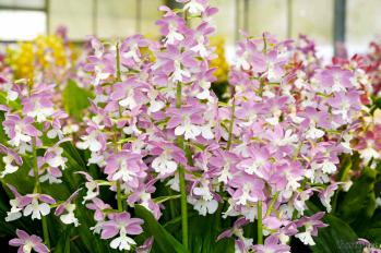 エビネ 蘭裕園 Ranyuen