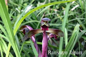 春蘭 蘭裕園 Ranyuen