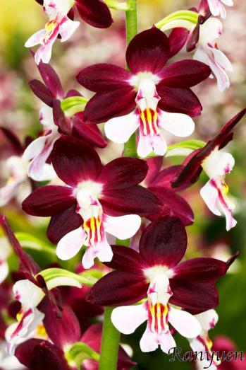 エビネ 蘭裕園 Ranyuen