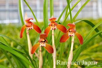 春蘭 蘭裕園 Ranyuen