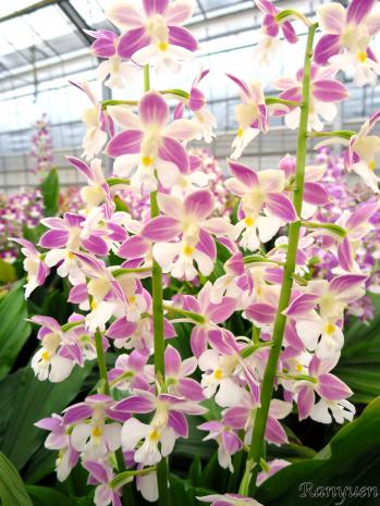 エビネ 蘭裕園 Ranyuen