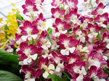 Calanthe Ranyuen