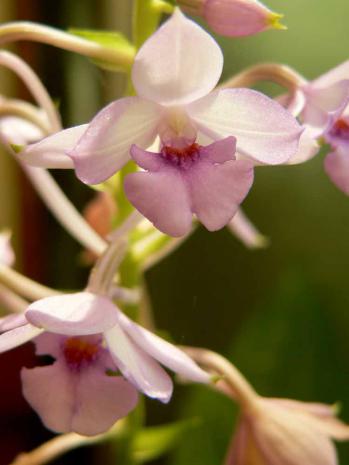 オナガエビネ 蘭裕園 Ranyuen