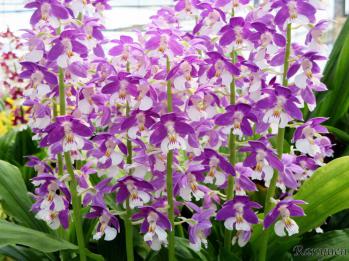 エビネ 蘭裕園 Ranyuen