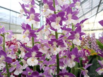 エビネ 蘭裕園 Ranyuen