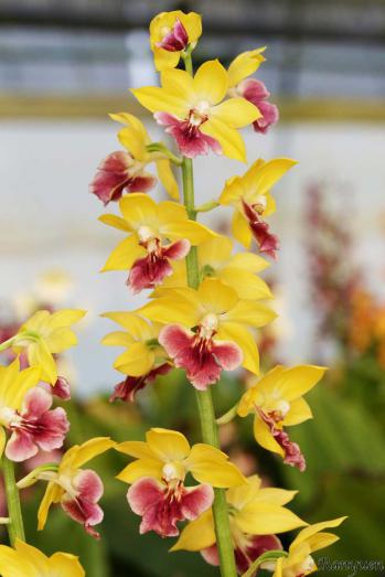 エビネ 蘭裕園 Ranyuen