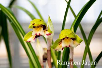 春蘭 蘭裕園 Ranyuen