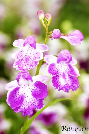 アワチドリ・夢ちどり 蘭裕園 Ranyuen