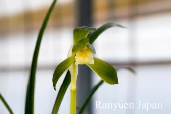 春蘭 蘭裕園 Ranyuen