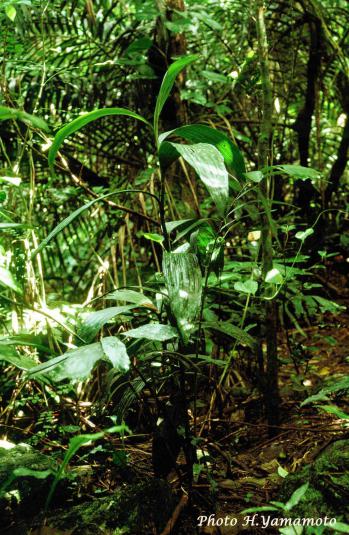 バイケイラン 蘭裕園 Ranyuen