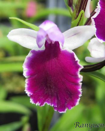 アワチドリ・夢ちどり 蘭裕園 Ranyuen