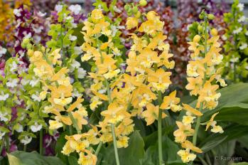 エビネ 蘭裕園 Ranyuen