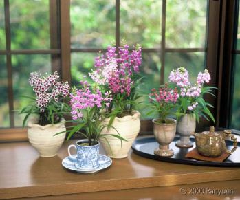 蘭裕園スタイル 蘭裕園 Ranyuen